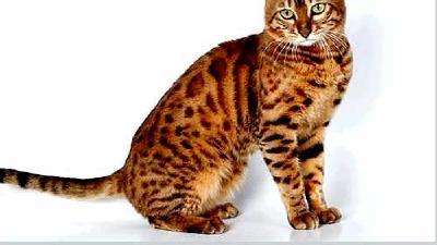 Тойгер — всё о кошках