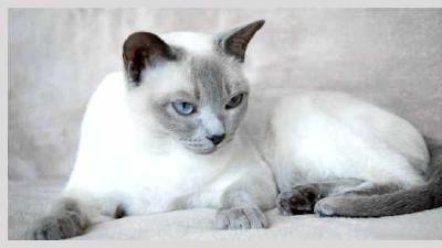 Тонкинская кошка — всё о кошках
