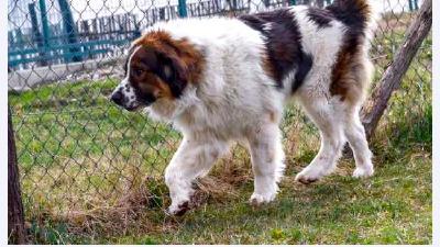 Торньяк — всё о собаке