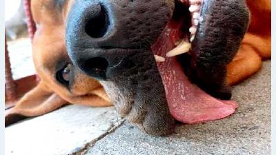 Тоса-ину — всё о собаке