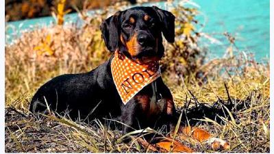 Трансильванская гончая — всё о собаке