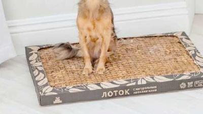 Туалет для собак мелких пород как выбрать