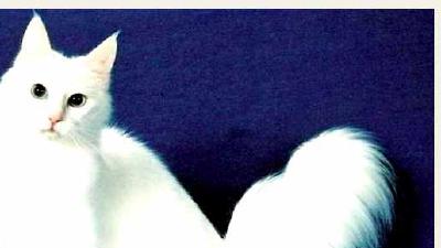 Турецкая ангора — всё о кошках