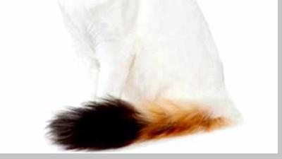 Турецкий ван — всё о кошках