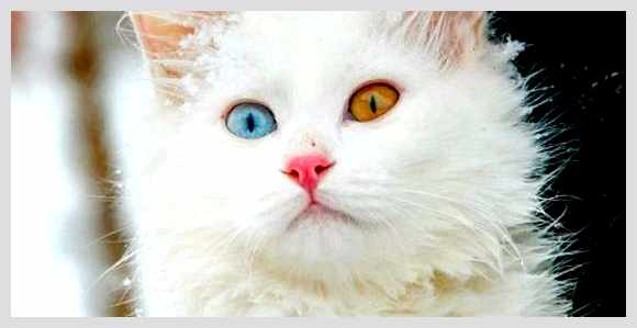 Турецкий ван - всё о кошках разноцветными глазами Дымчатый мраморный Белая