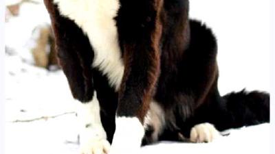 Тувинская овчарка — всё о собаке