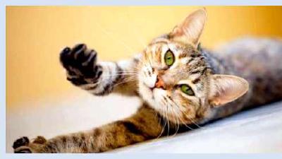 Уход за когтями кошки обрезка и здоровье лап