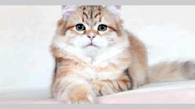 Уход за кошачьей шерстью как часто и как правильно чистить кошку