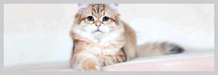 Уход за кошачьей шерстью как часто и как правильно чистить кошку