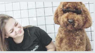 Уход за шерстью собаки расчесывание стрижка и купание