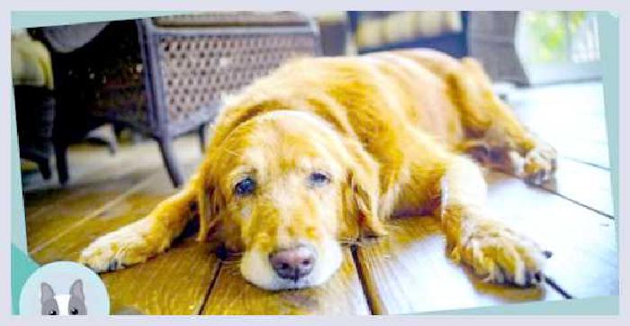 Уход за стареющей собакой изменения в диете и активности