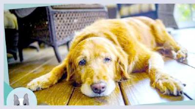 Уход за стареющей собакой изменения в диете и активности