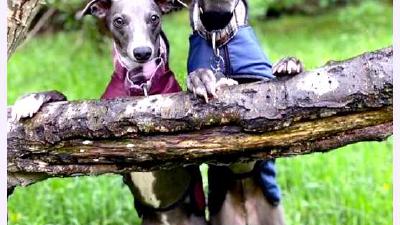 Уиппет — всё о собаке