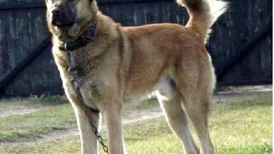 Уэльская овчарка — всё о собаке