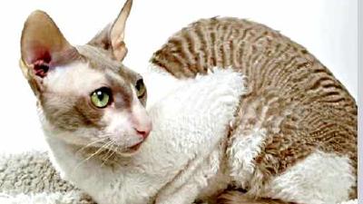 Уральский рекс — всё о кошках