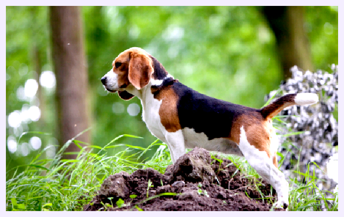 Уругвайский симаррон — всё о собаке