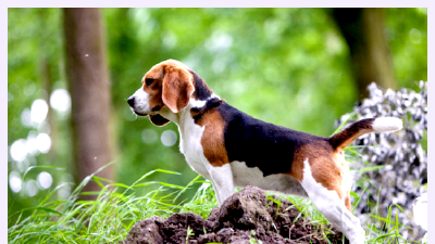 Уругвайский симаррон — всё о собаке