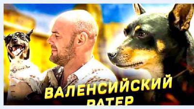 Валенсийский ратер — всё о собаке