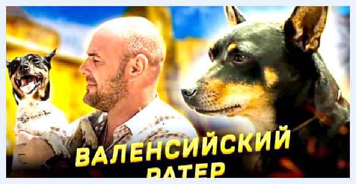 Валенсийский ратер — всё о собаке