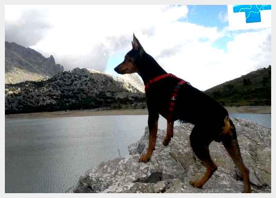 Валенсийский ратер - всё о собаке аспектов при выборе