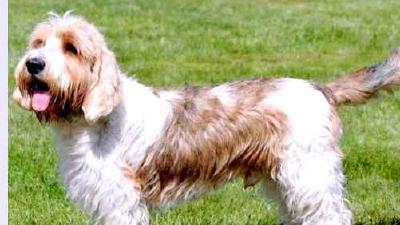 Вандейский бассет-гриффон — всё о собаке