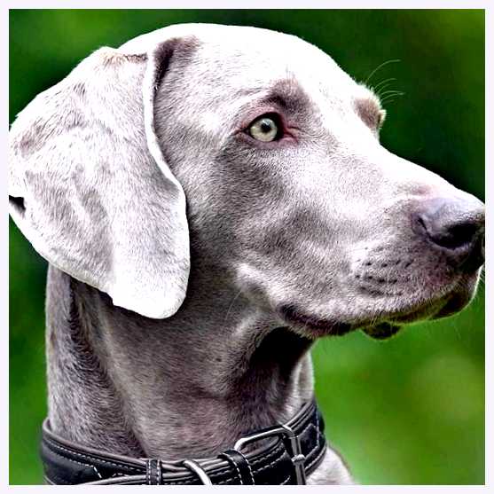 Веймаранер - всё о собаке