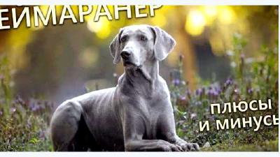 Веймаранер — всё о собаке
