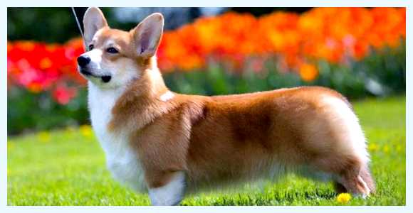 Вельш-корги - всё о собаке