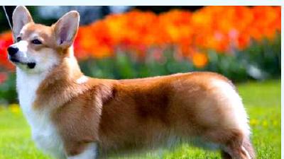 Вельш-корги — всё о собаке
