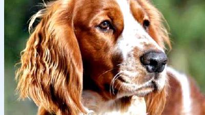 Вельш-спрингер-спаниель — всё о собаке