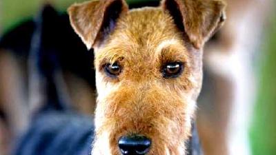 Вельштерьер — всё о собаке