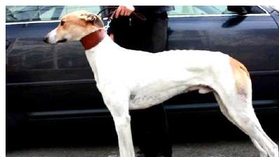 Венгерская борзая — всё о собаке