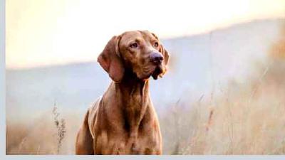 Венгерская выжла — всё о собаке