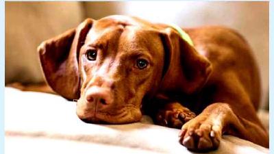 Венгерская жесткошёрстная выжла — всё о собаке