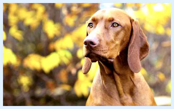 Венгерская жесткошёрстная выжла - всё о собаке Тем не менее