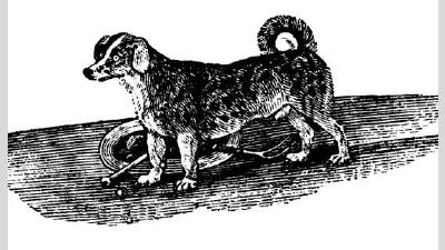 Вертельная собака — всё о собаке