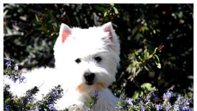 Вест-хайленд-уайт-терьер — всё о собаке