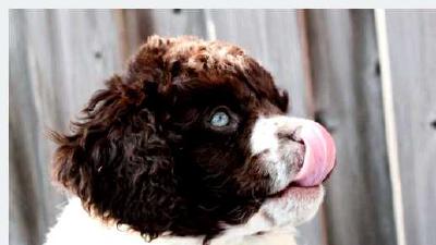 Веттерхун — всё о собаке