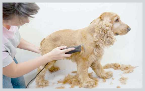 Виды стрижек кокер-спаниеля груминг в домашних условиях