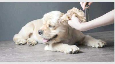 Виды стрижек кокер-спаниеля груминг в домашних условиях