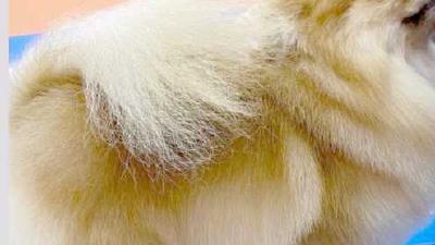 Виды стрижек померанского шпица с фото и описаниями