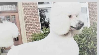 Виды стрижек пуделя от классики до авангарда