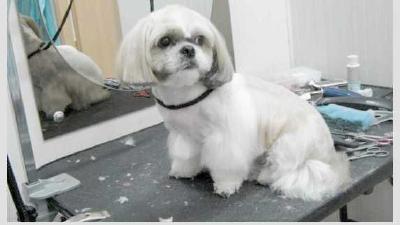 Виды стрижек ши-тцу самостоятельный груминг в домашних условиях