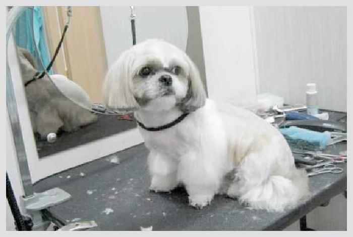 Виды стрижек ши-тцу самостоятельный груминг в домашних условиях