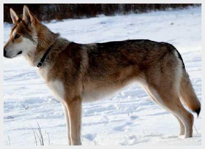 Волчья собака Сарлоса — всё о собаке