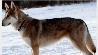 Волчья собака Сарлоса — всё о собаке