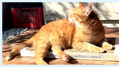 Вольер для кошек необходимость и использование