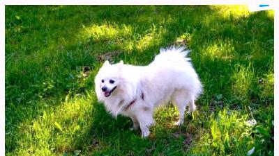 Вольпино итальяно — всё о собаке