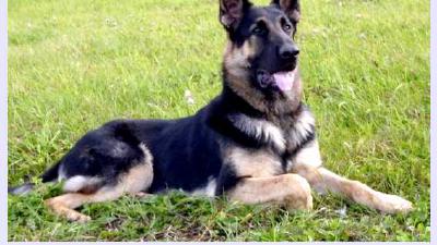 Восточноевропейская овчарка — всё о собаке