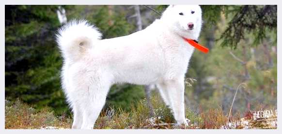 Восточносибирская лайка - всё о собаке